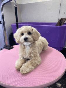 Kellys Hundsalong